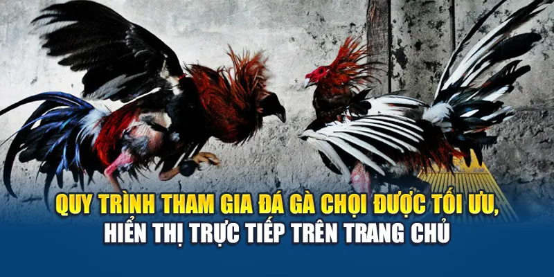 Quy trình tham gia đá gà chọi được tối ưu, hiển thị trực tiếp trên trang chủ
